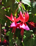 Dancing Flowers