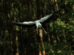 Asian Openbill on landing approach, Gao Giong, Vietnam