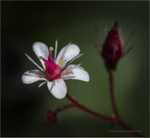Saxifraga x Urbium
