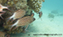 RS010: Squirrelfish