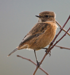 Stonechat (female) perched on a branch