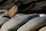 Cobb's Wren, Carcass Island, Falklands