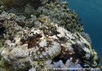 RS025: Scorpionfish