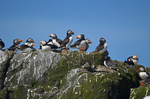 Puffin