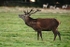 Red Deer Stag exhaling -Bradgate Park