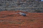 White-tailed Eagle