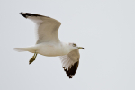 Ring-billed Gull
