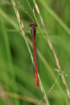 Small Red Damselfly from above, Arne RSPB Nature Reserve, Dorset