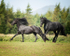 friesians 101-64