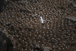 Colony of Gannets at Saltee Island, Ireland.