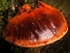 Beefsteak Fungus (04)