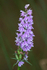 Common Spotted Orchid