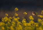 Whinchat - Saxicola rubetra