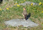 Northern Wheatear