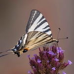 Scarce Swallowtail (Iphiclides podalirius)