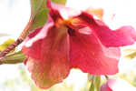Hellebore