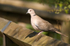 Collared Dove