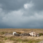 Sheep storm