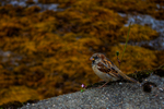 Birds portfolio