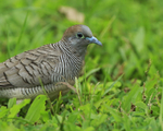 Zebra Dove portfolio