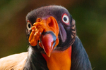 king vulture  sarcomamphus papa-1010