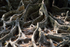 Tree Roots, Gao Gajah, Bali