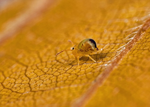 Dicyrtomina