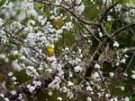Cape White Eye Enjoying The Blossom
