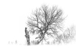 Snow drift