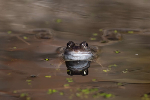 Frogs, frogspawn and tadpoles