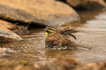 Cirl Bunting portfolio