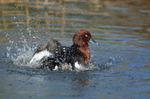 Ferruginous Duck