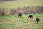 WJ5_6158