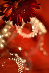 Flowers Set 09 - 02