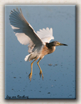 Squacco Heron 1