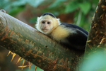 Capuchin monkey relaxes in tree, Panama