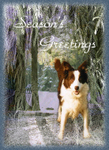 X18  Fir tree snow dog