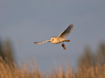 Barn Owl - Tyto alba