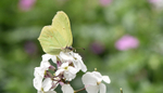 Brimstone
