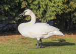 Trumpeter Swan 2