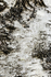 Birch Bark