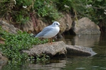 Black-headed Gull