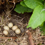 grouse nest in bowland