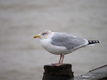 Herring Gull
