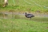 Glossy Ibis