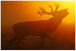 Red Deer Stag at Sunrise 