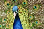 Male Peacock