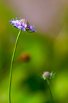 scabious-7289