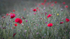 Wild Poppies