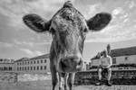 No.0026  Urban Bovine